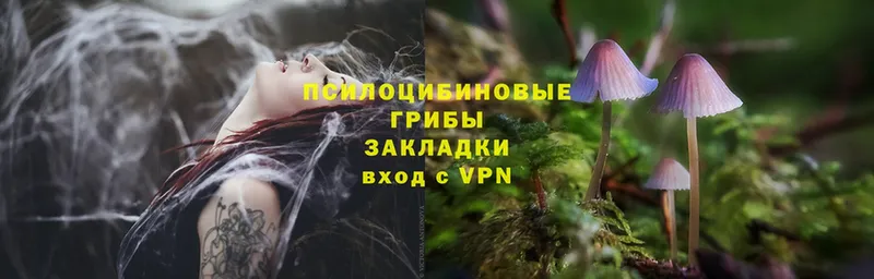 Псилоцибиновые грибы Psilocybe  Елабуга 